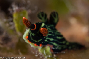 Wakatobi Housereef
Nikon D90 Aquatica Housing, two 161 i... by Jacob Mortensen 